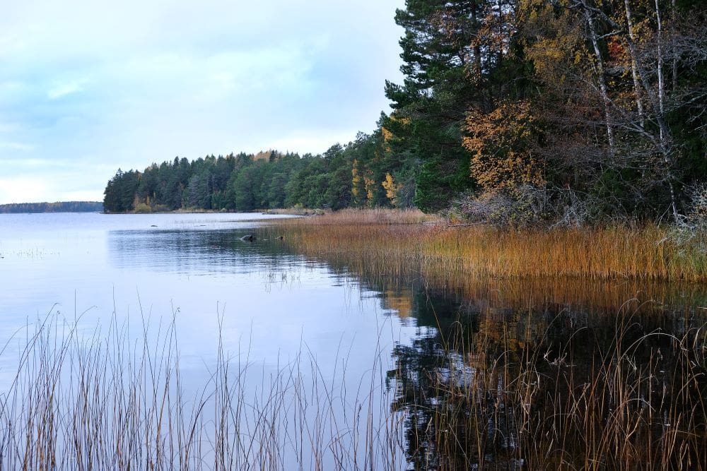 Water and nature in Söderfors, sweden