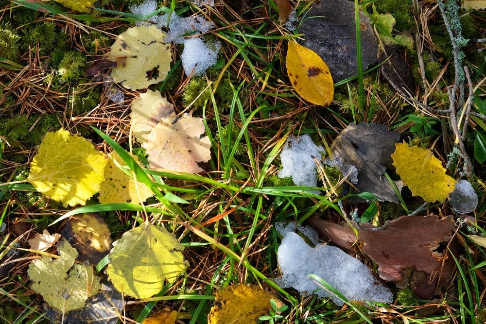 Swedish nature, autumn leaf on the ground
