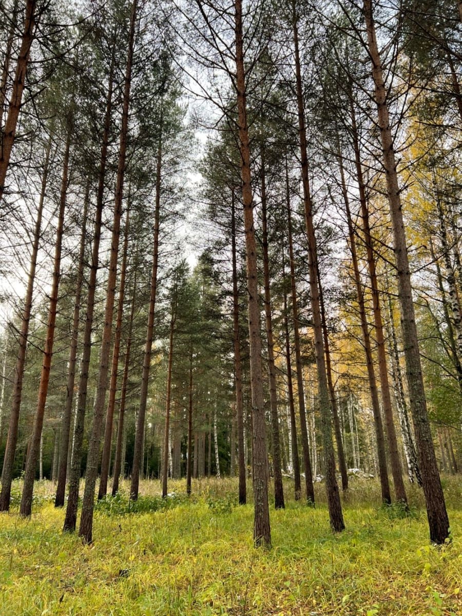 swedish nature, woods