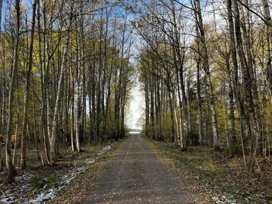 woods, nature, sweden