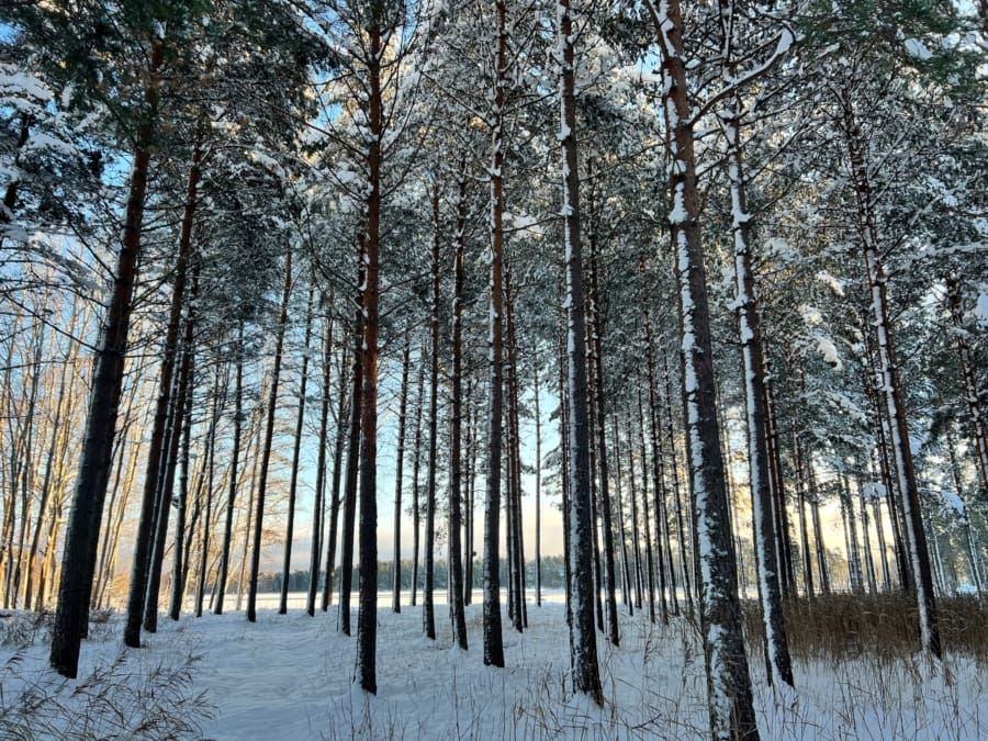 Trees outside Damasteel who works with patterned and stainless damascus steel