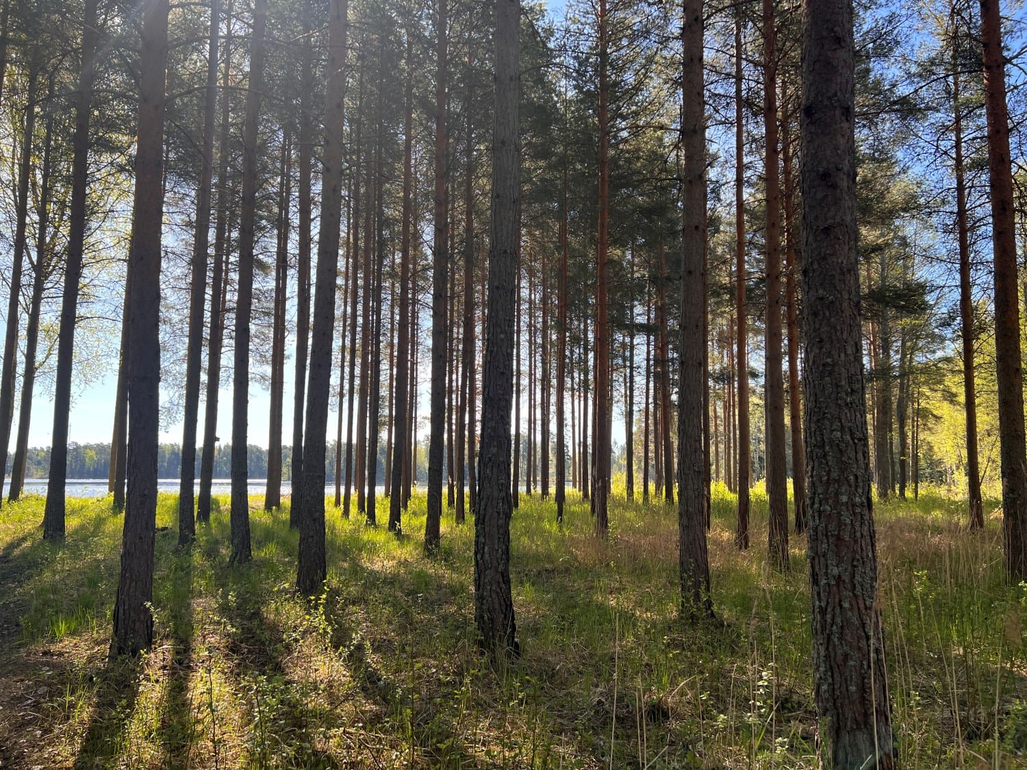 The nature in Söderfors close to damasteel