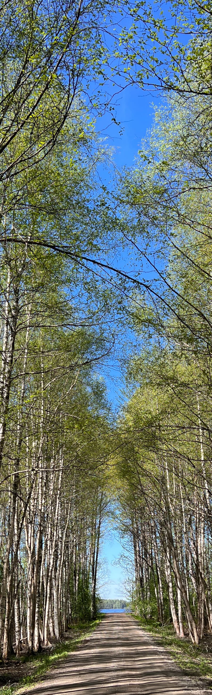 Gravel road through birch trees with bright green leaves, road leads to blue water and above blue sky.