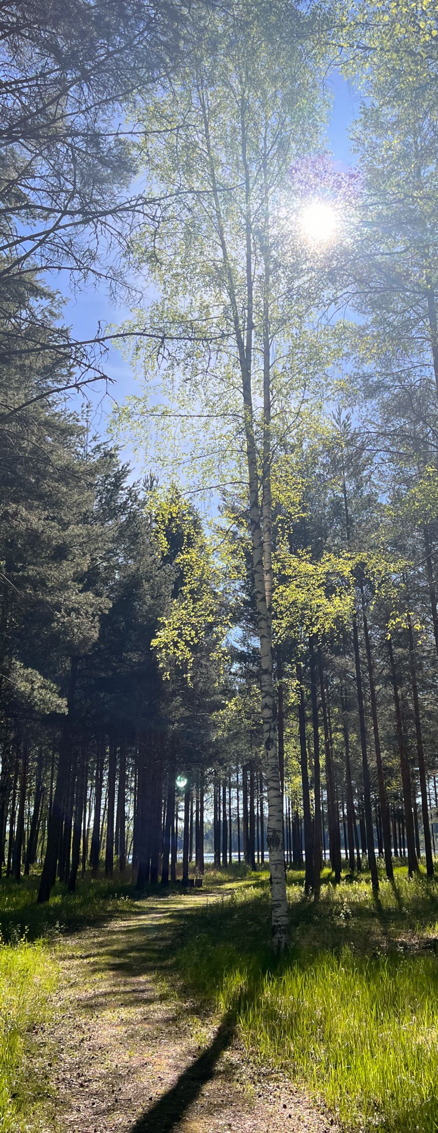 Sun peaking through a birch tree forest in rural Sweden.